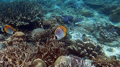 Chaetodon adiergastos