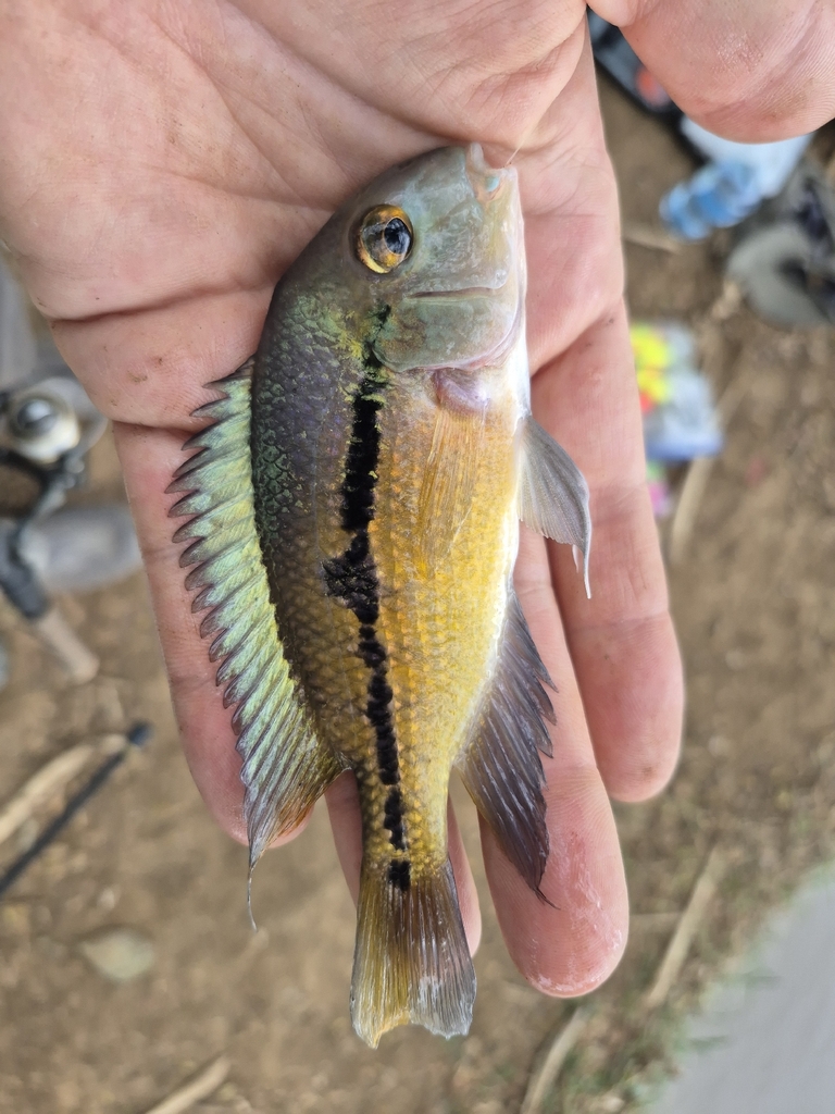 Butterfly cichlid (Hypsophrys nicaraguensis) — Cichlidae