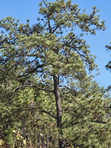 egg-cone pine (Pinus oocarpa)
