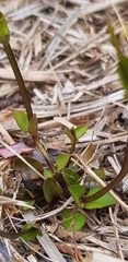 Gentianella grisebachii