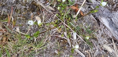 Gentianella grisebachii