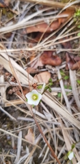 Gentianella grisebachii