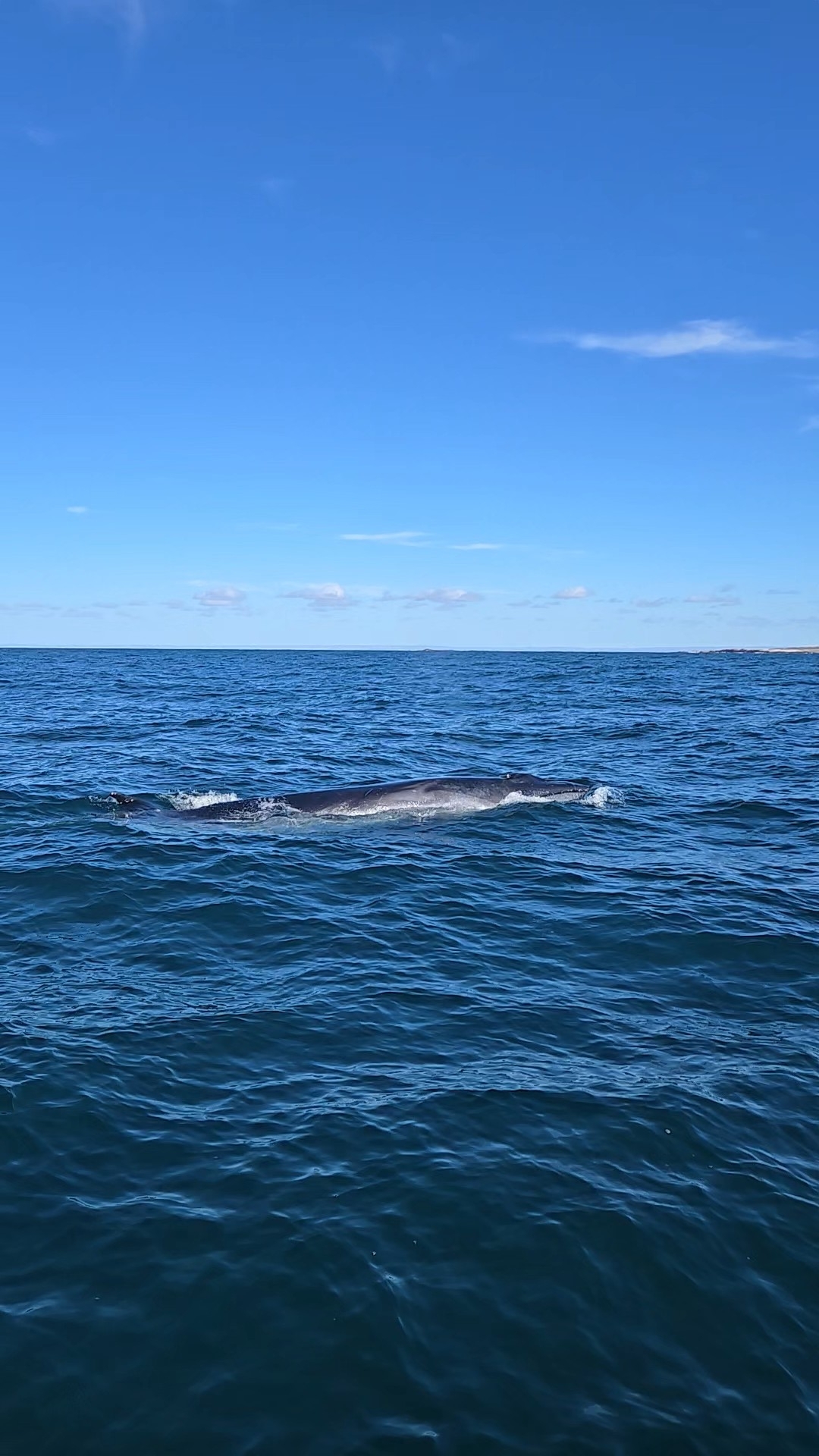 Balaenoptera borealis