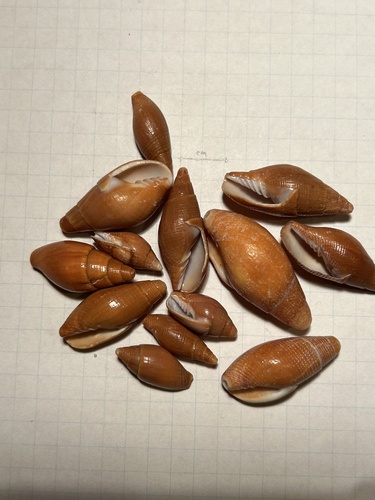 Mitra coffea observed 2004-04-01