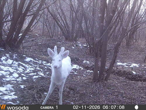 Eastern Roe Deer, Ucheon-myeon, Hoengseong-gun, Gangwon-do, South Korea, photo 10 of 10