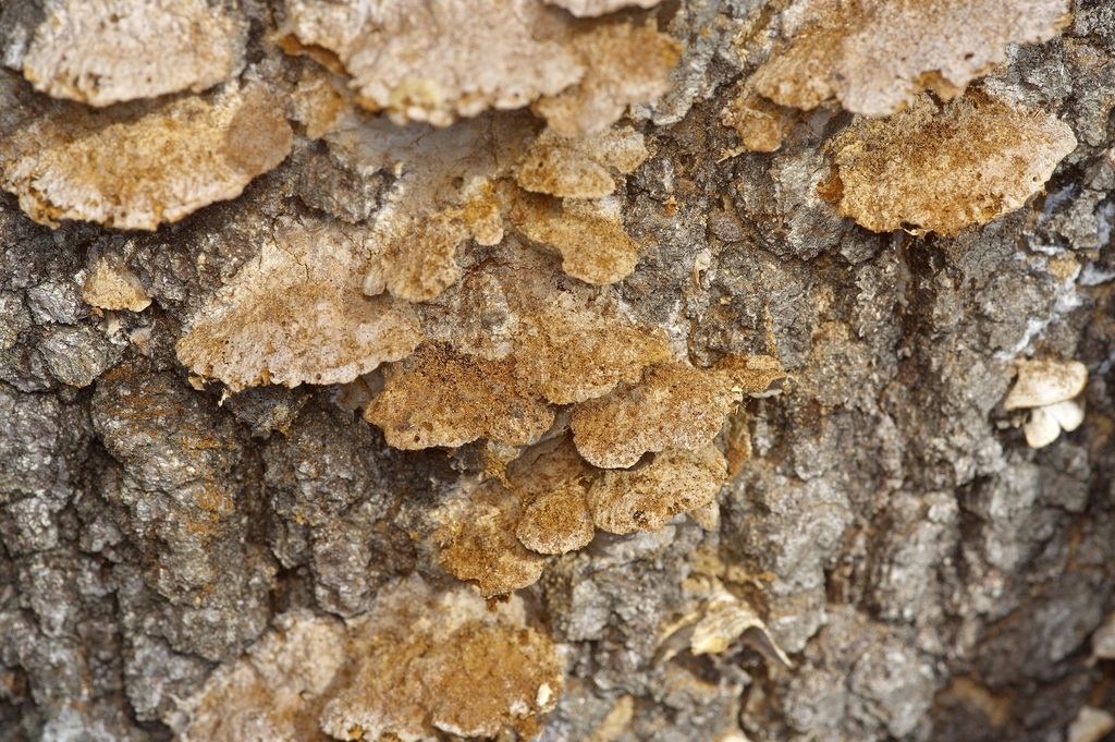 Fuscoporia gilva · February 2026 · photo: © pufferchung (iNaturalist, cc-by)