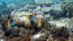 Chaetodon ocellicaudus