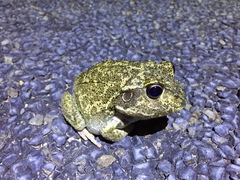 Ranoidea novaehollandiae