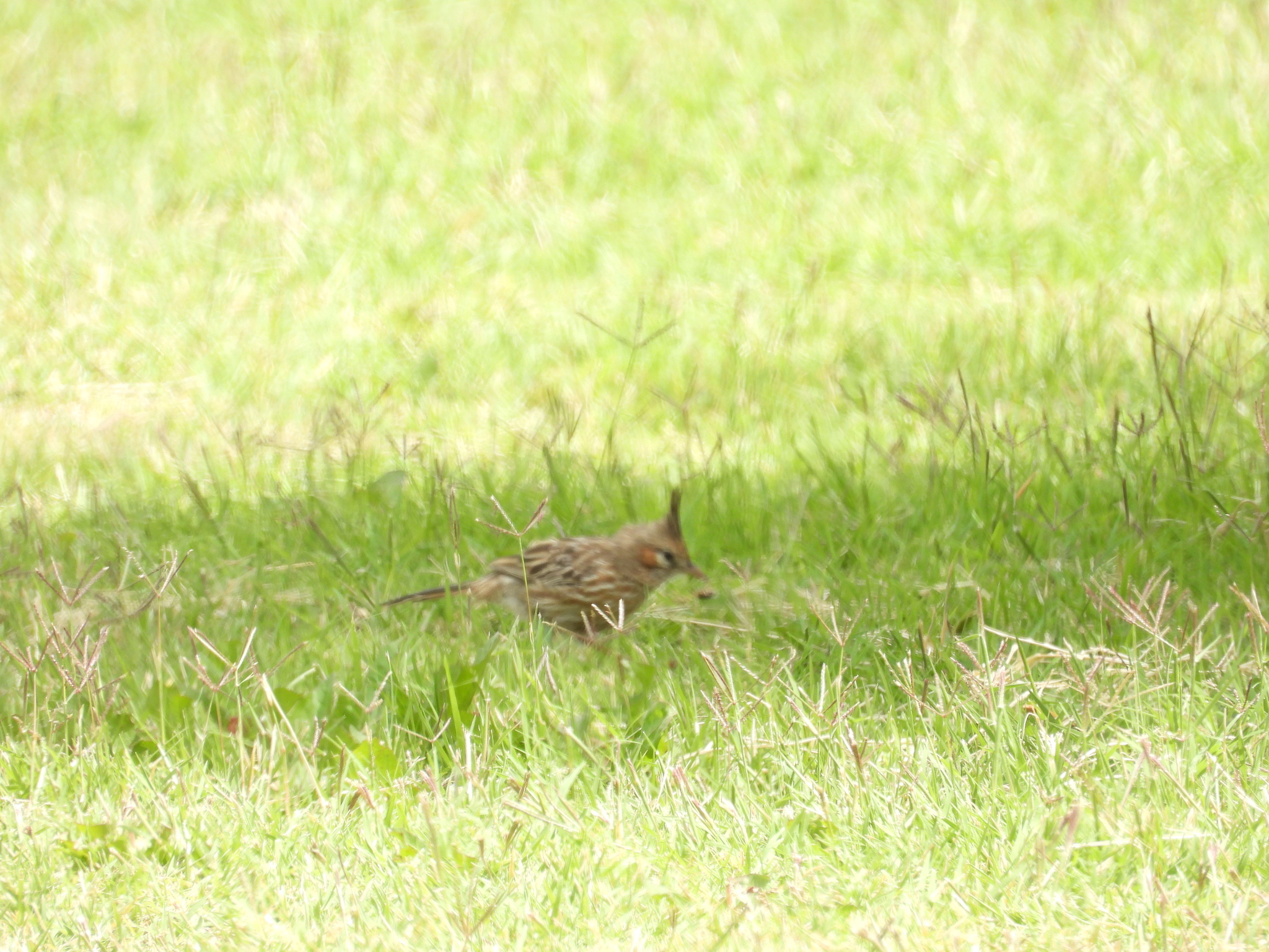 Lark-like Brushrunner (Coryphistera alaudina), photo 7