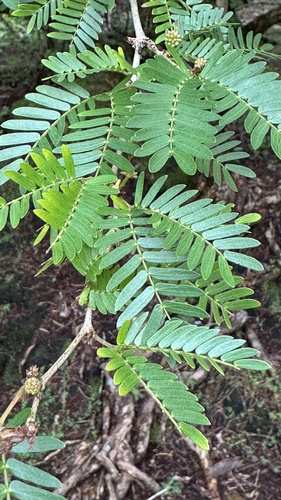 Calliandra, 2026-02-15