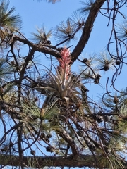 (c) Gustavo ZaRo, some rights reserved (CC BY) Tillandsia bourgaei, photograph (c) Gustavo ZaRo, some rights reserved (CC BY)