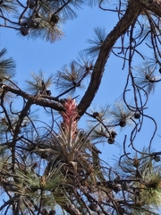 (c) Gustavo ZaRo, some rights reserved (CC BY) Tillandsia bourgaei, photograph (c) Gustavo ZaRo, some rights reserved (CC BY)