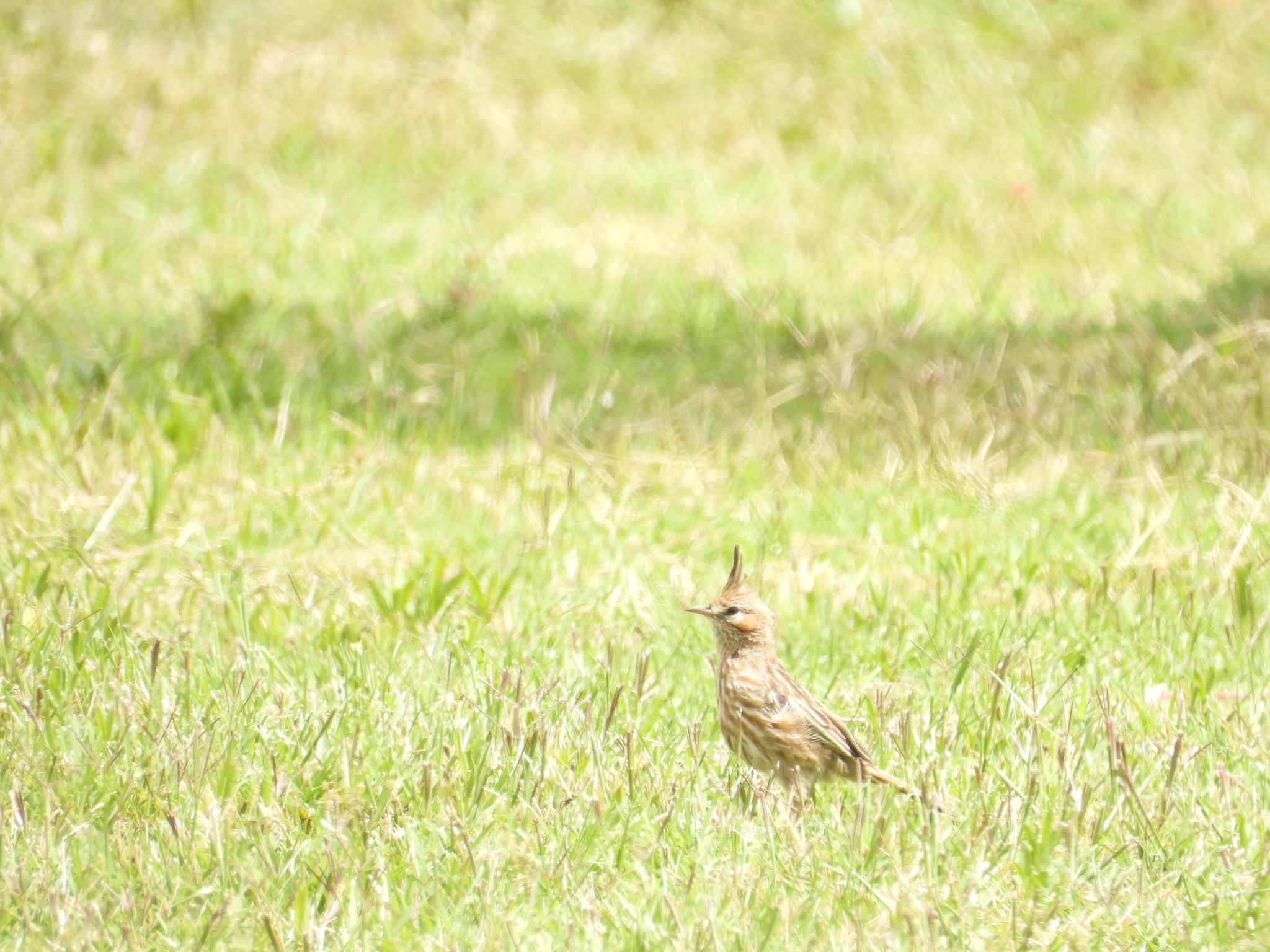 Lark-like Brushrunner (Coryphistera alaudina), photo 8