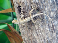 Calotes versicolor