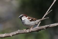 Passer domesticus