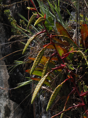 Florida airplant (Tillandsia ×)