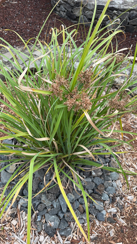 Cyperus javanicus observed 2026-02-15