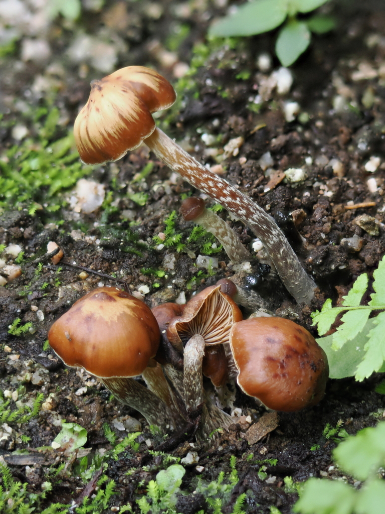 Psilocybe hoogshagenii · February 2026 · photo: © alan_rockefeller (iNaturalist, cc-by-sa)