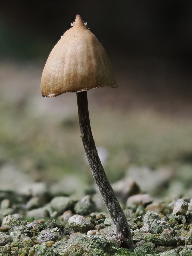 Psilocybe hoogshagenii · February 2026 · photo: © alan_rockefeller (iNaturalist, cc-by-sa)