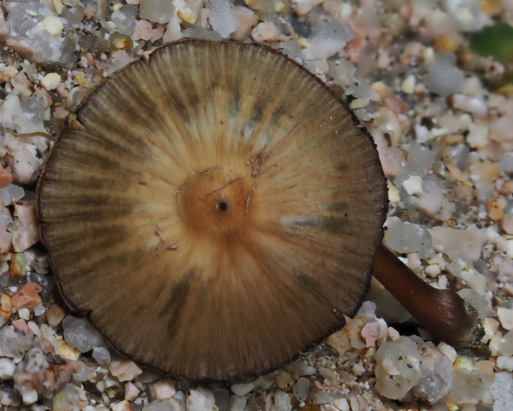 Psilocybe hoogshagenii · February 2026 · photo: © alan_rockefeller (iNaturalist, cc-by-sa)