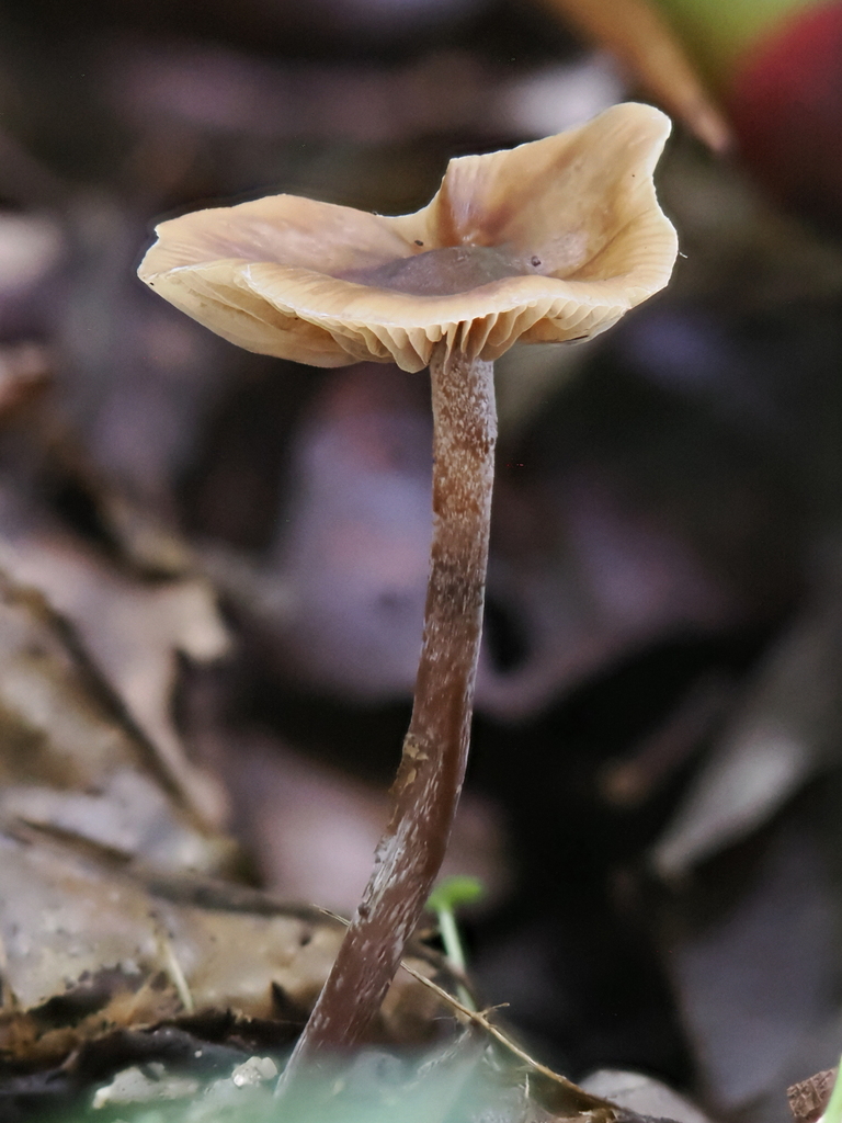Psilocybe hoogshagenii · February 2026 · photo: © alan_rockefeller (iNaturalist, cc-by-sa)