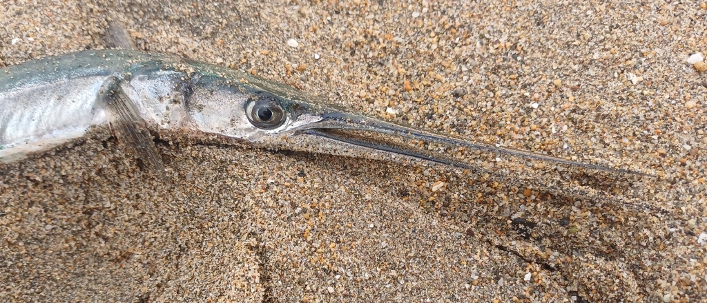 California needlefish (Strongylura exilis) — Belonidae