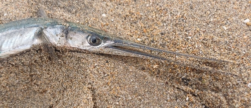 California needlefish (Strongylura exilis) — Belonidae