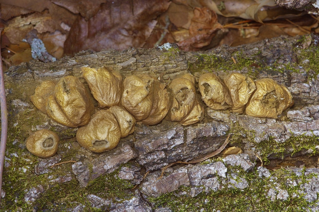 Apioperdon pyriforme · February 2026 · photo: © pufferchung (iNaturalist, cc-by)