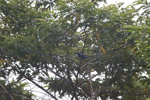 Grey-headed Cuckooshrike (Edolisoma schisticeps), photo 4
