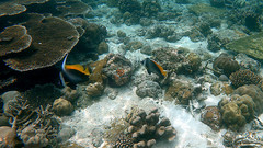 Heniochus singularius