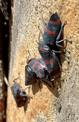 Eurymelops rubrovittata