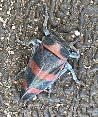 Eurymelops rubrovittata