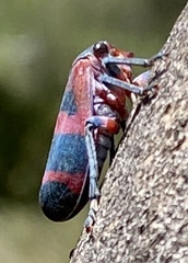 Eurymelops rubrovittata