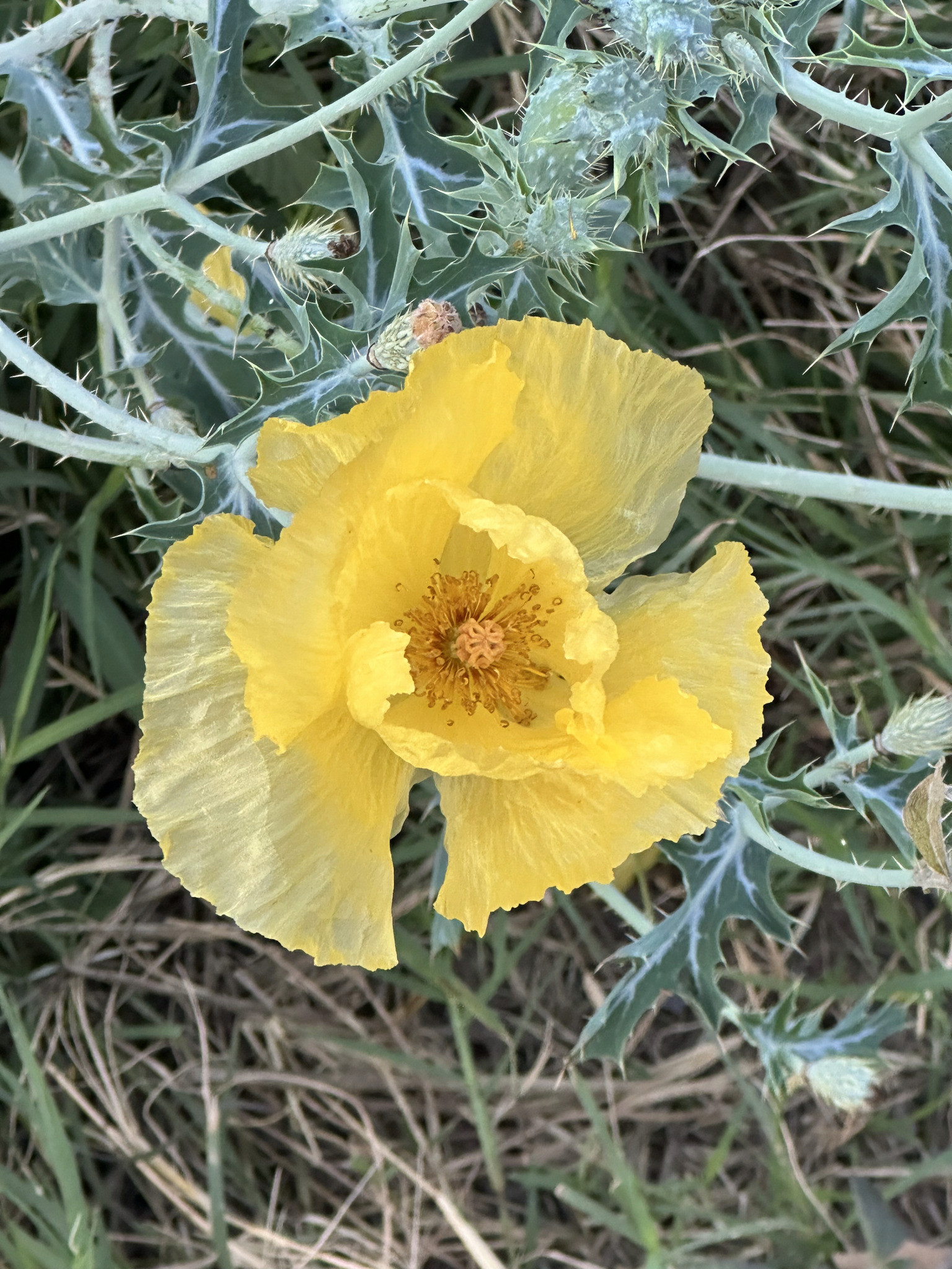 Amapola espinosa dorada