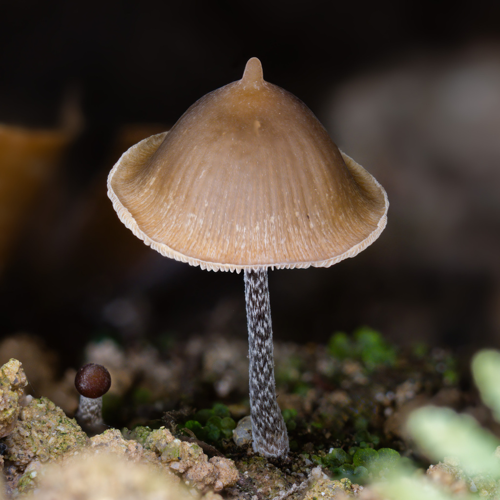 Psilocybe hoogshagenii · February 2026 · photo: © alan_rockefeller (iNaturalist, cc-by-sa)