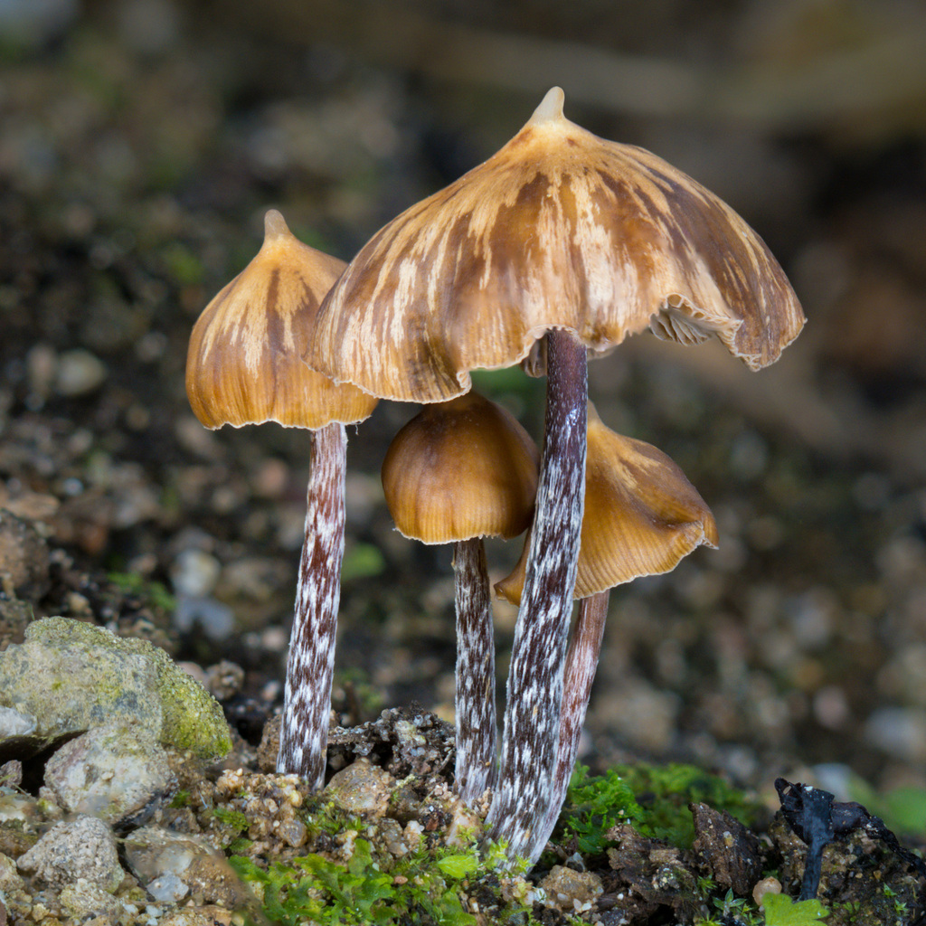 Psilocybe hoogshagenii · February 2026 · photo: © alan_rockefeller (iNaturalist, cc-by-sa)