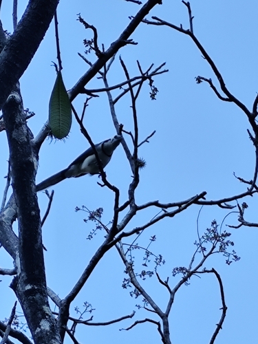 White-throated Magpie-Jay