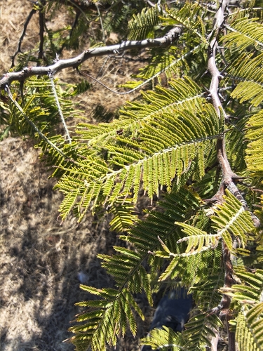 fern-leaf acacia (Vachellia pennatula)