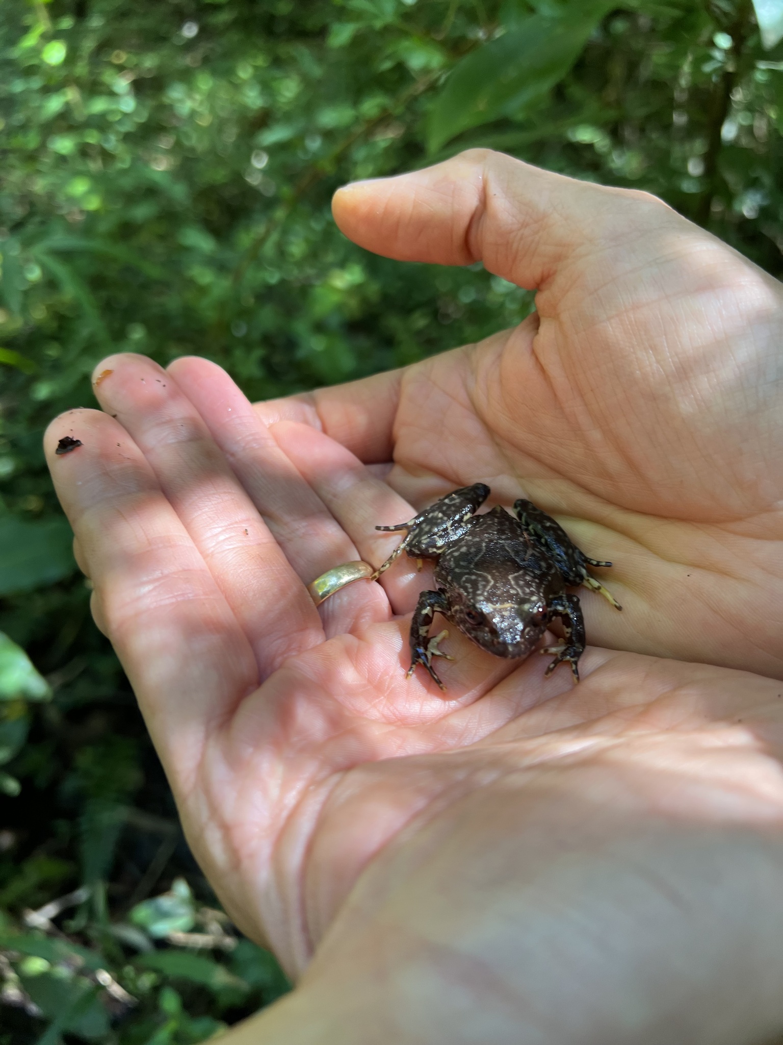 Eupsophus roseus (Duméril & Bibron, 1841)