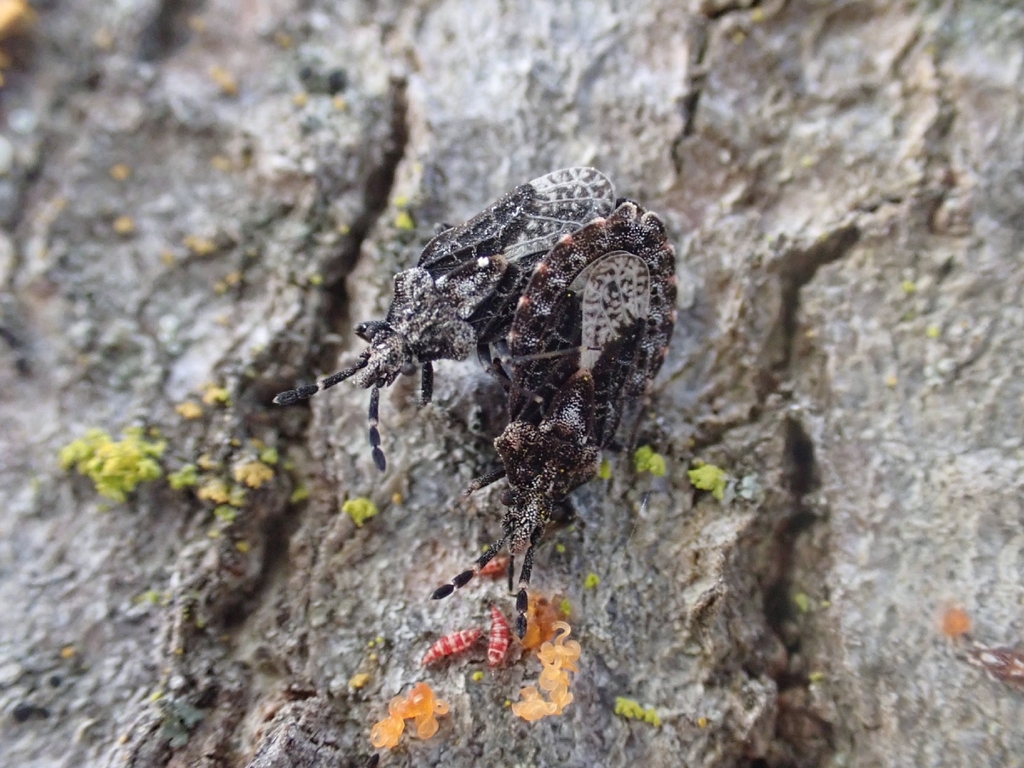 Aradus insolitus