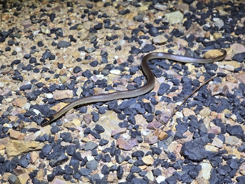 Red-naped Snake