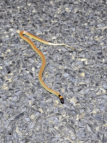 Red-naped Snake