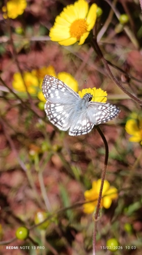 Orcus Checkered-Skipper