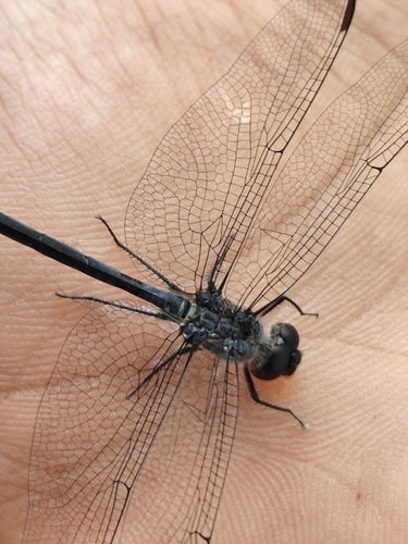 Black Setwing