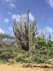 Cereus repandus