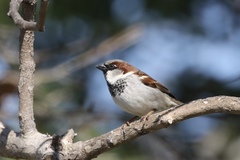 Passer domesticus