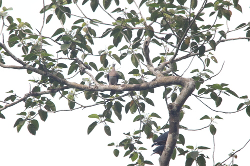 Zoe's Imperial Pigeon (Ducula zoeae), photo 5