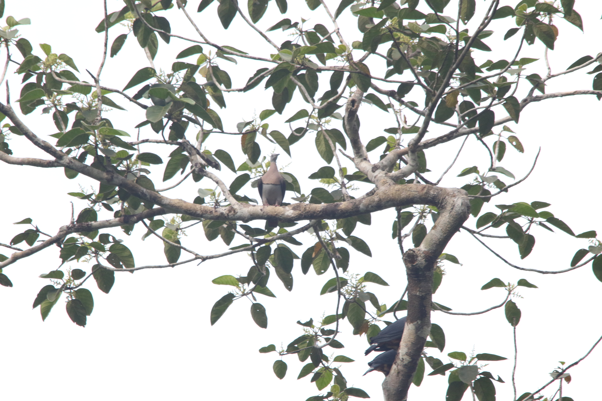 Zoe's Imperial Pigeon (Ducula zoeae), photo 3