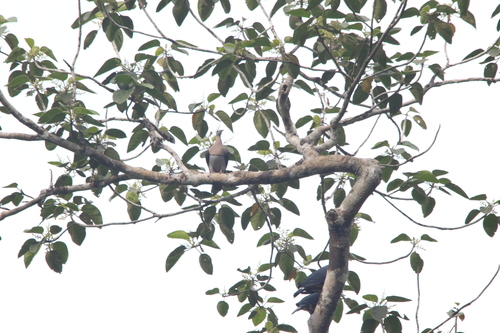Zoe's Imperial Pigeon (Ducula zoeae), photo 6