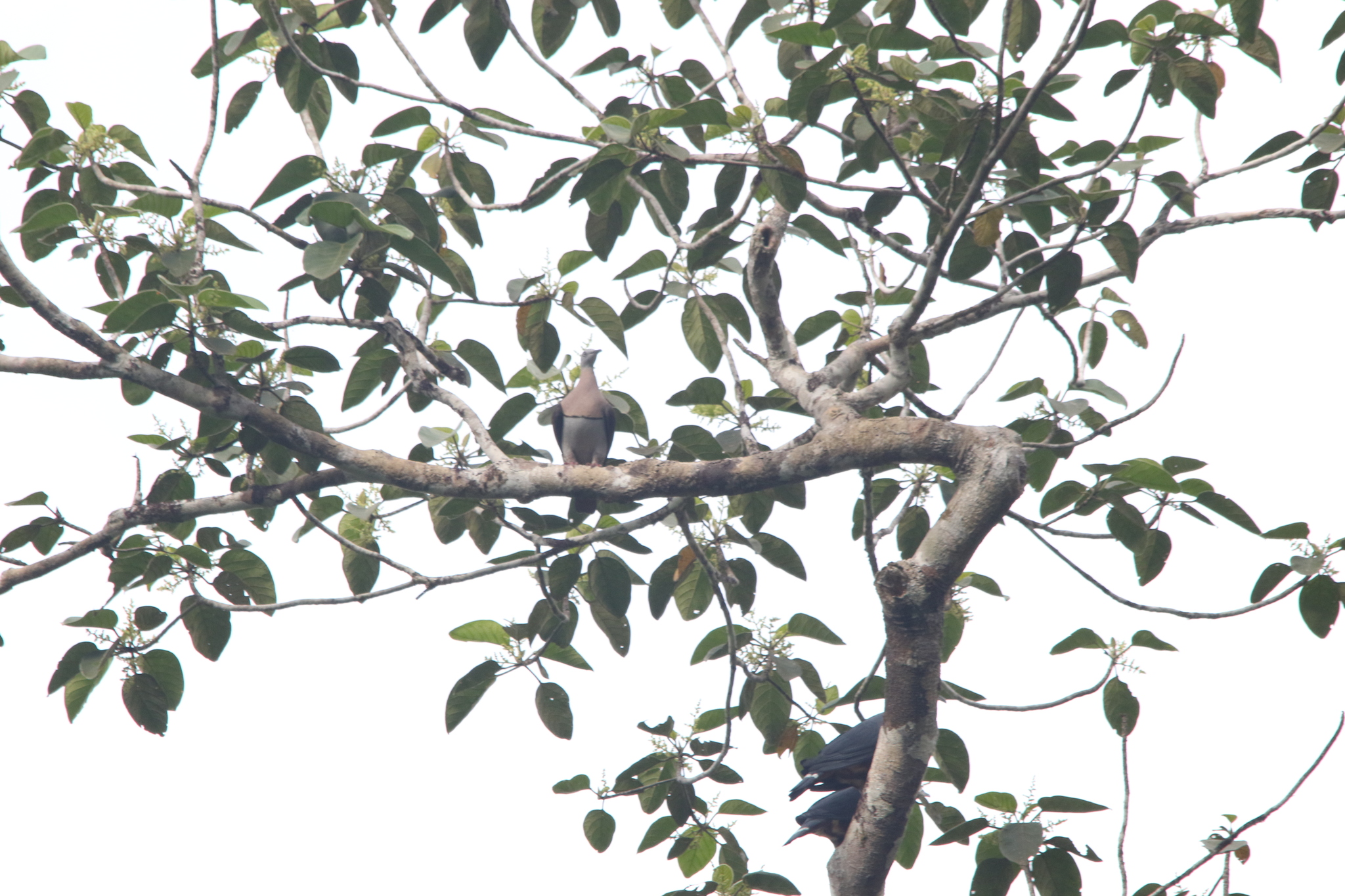 Zoe's Imperial Pigeon (Ducula zoeae), photo 4
